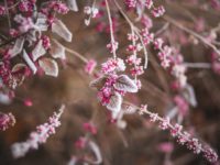 Making Sure Your Garden Makes It to the Spring