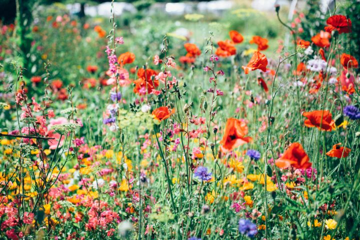 What to Do for a Lush Green Garden