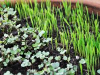 A Step by Step Guide to Growing Microgreens