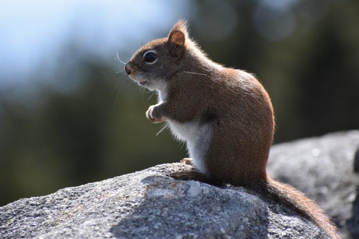 What Damage Can Squirrels Do To Your Home And How To Prevent It