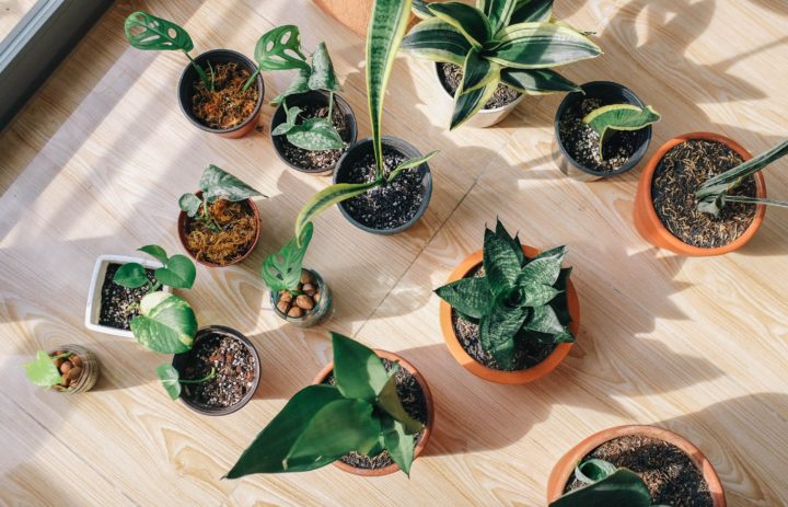 6 Expert Tips To Create A DIY Indoor Garden