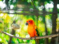 Bird Care and Maintenance Tips for Beginners