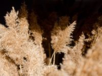 Pampas Grass: How You Can Grow and Care for It
