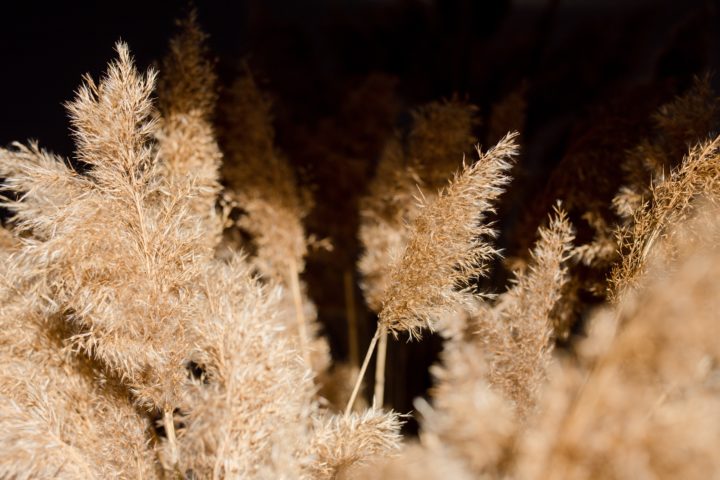 Pampas Grass: How You Can Grow and Care for It