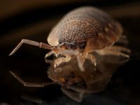 6 Natural Remedies For Bed Bugs