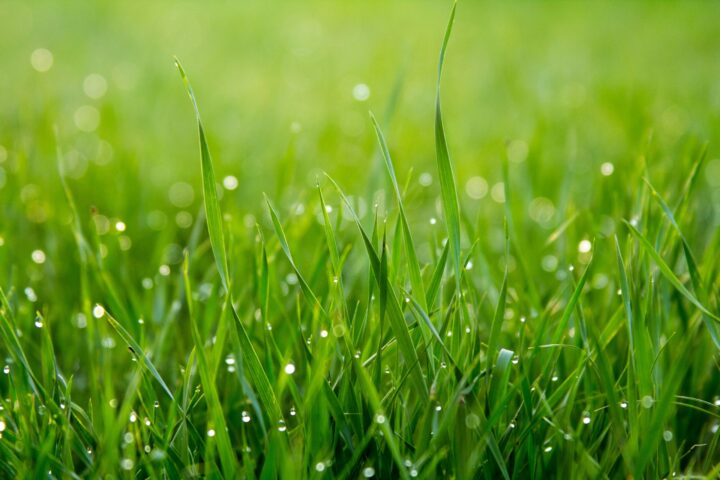 How to Make Sure Your Grass Stays Luscious All Year Round