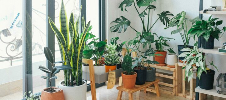 Bringing the Outdoors Inside: A Breath of Fresh Air for Your Apartment