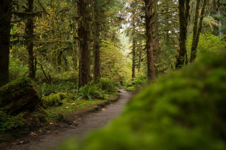 Exploring Snohomish: A Guide to Local Parks and Recreation