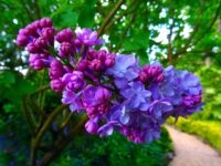 6 Common Garden Issues And How To Fix Them