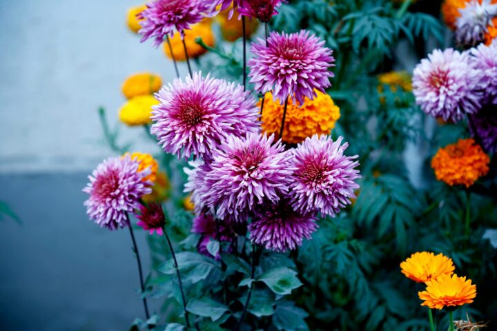 5 Ways to Brighten Up a Gloomy Garden