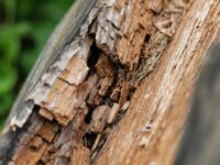 Smart Ways Of Preventing Rot From Damaging Your Home