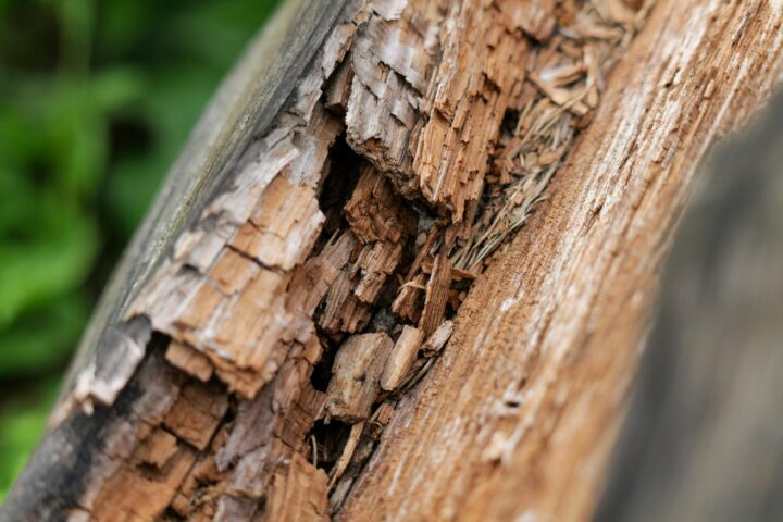 Smart Ways Of Preventing Rot From Damaging Your Home