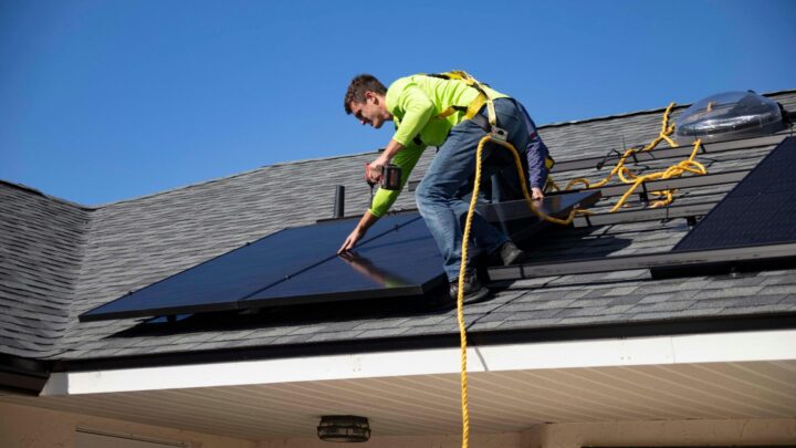Are Pigeons Damaging Your Solar Panels? Here’s What to Do
