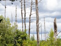 How to Get Rid of Dead Trees on Your Land