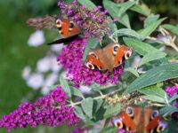 How to Transform Your Garden Into a Nature-Friendly Space
