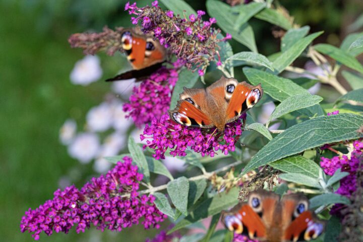 How to Transform Your Garden Into a Nature-Friendly Space